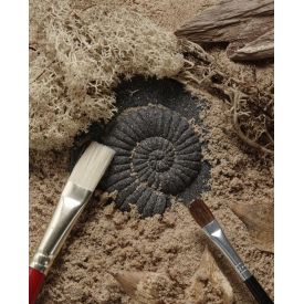 Let's Investigate Fossils