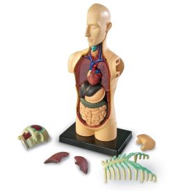 Human Body Anatomy Display Model