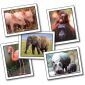 Favourite Animals  Learning...